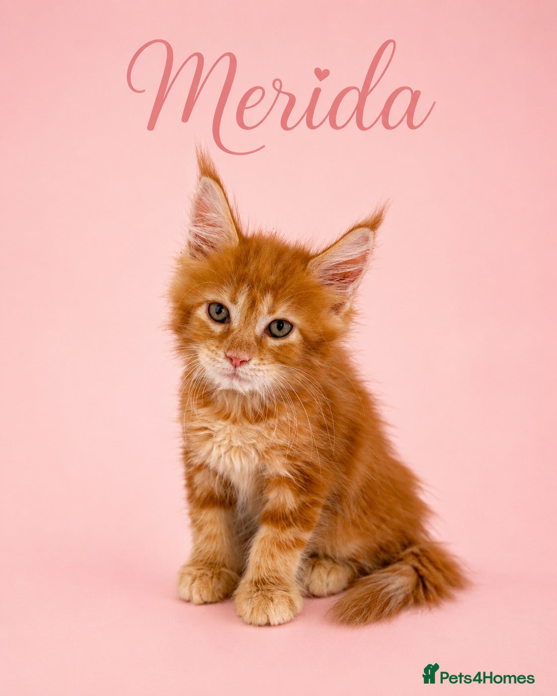 Maine Coon cats 🧡 Pedigree TICA Registered Maine Coon Kittens 🧡 - Advert 2