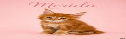 Maine Coon cats for sale: 🧡 Pedigree TICA Registered Maine Coon Kittens 🧡 - Advert 2