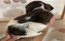Sprocker dogs for sale: Sprocker puppies  - Image 25