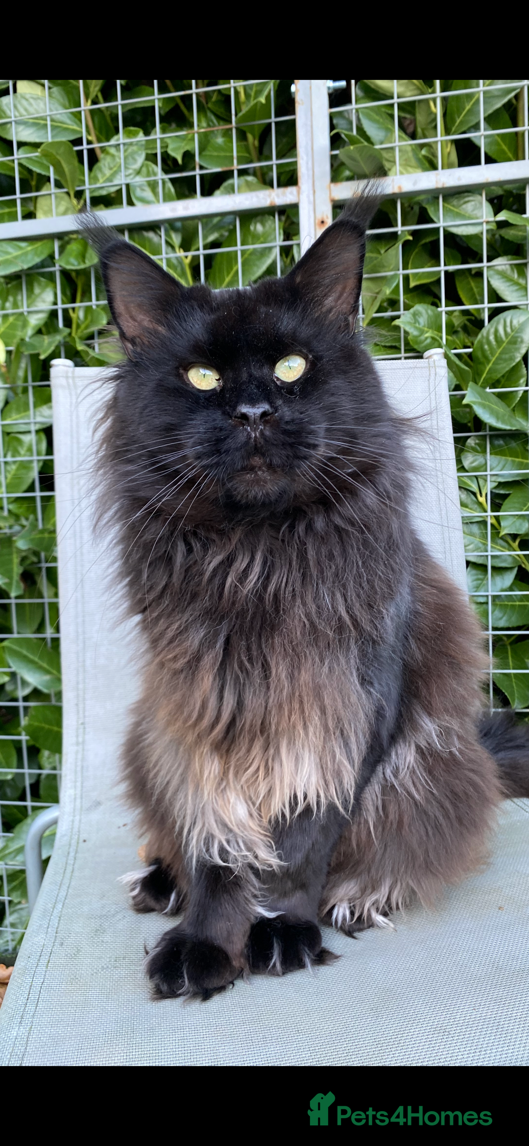Maine Coon cats for sale: Attention please  - Image 14