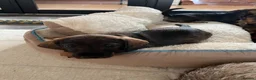 Miniature Dachshund dogs for sale: RKC Registered Miniature Wire - Haired Puppies  - Advert 3