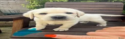 Labrador Retriever dogs for sale: Beautiful litter of Pedigree Yellow Labrador   - Advert 2