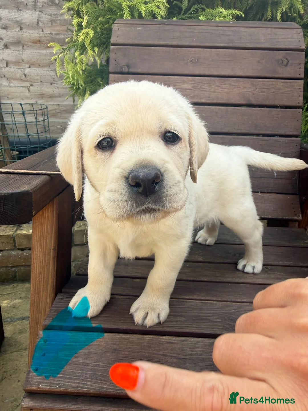 Labrador Retriever dogs for sale: Beautiful litter of Pedigree Yellow Labrador   - Advert 2