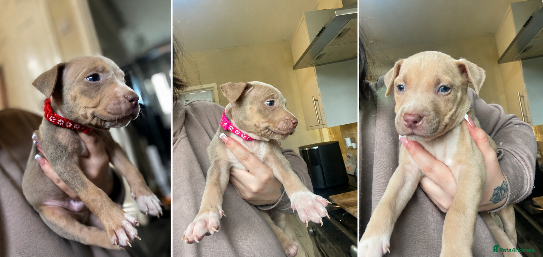 American Bully dogs READY TO GO NOW - Advert 18