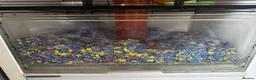 Hamster rodents for sale: 8 months old Syrian Hamster girl tamed  in Pinner - Advert 8