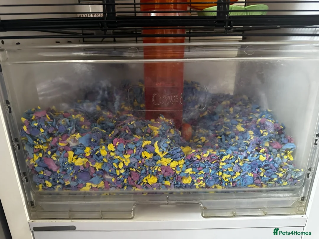 Hamster rodents for sale: 8 months old Syrian Hamster girl tamed  in Pinner - Advert 8