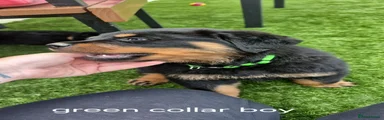 Rottweiler 1