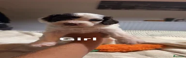 Mixed Breed 5