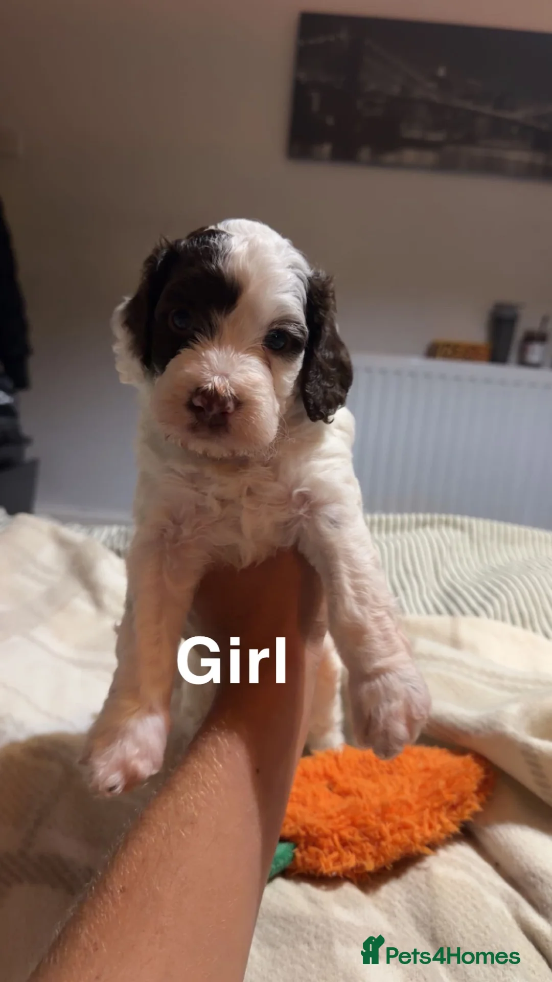 Mixed Breed dogs for sale: Sproodle puppies  - Advert 2