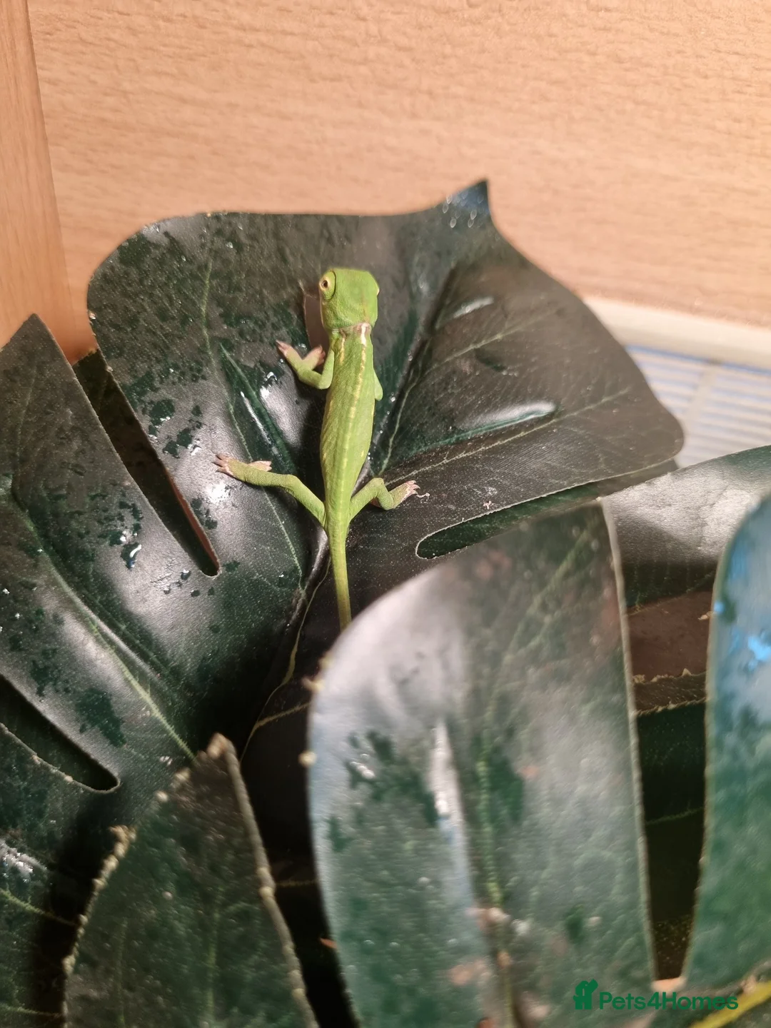 Chameleon reptiles for sale: BABY VEILED CHAMELEONS  - Advert 9