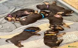 Cocker Spaniel dogs for sale: Working cross Show Cocker Spaniel puppies - Image 10