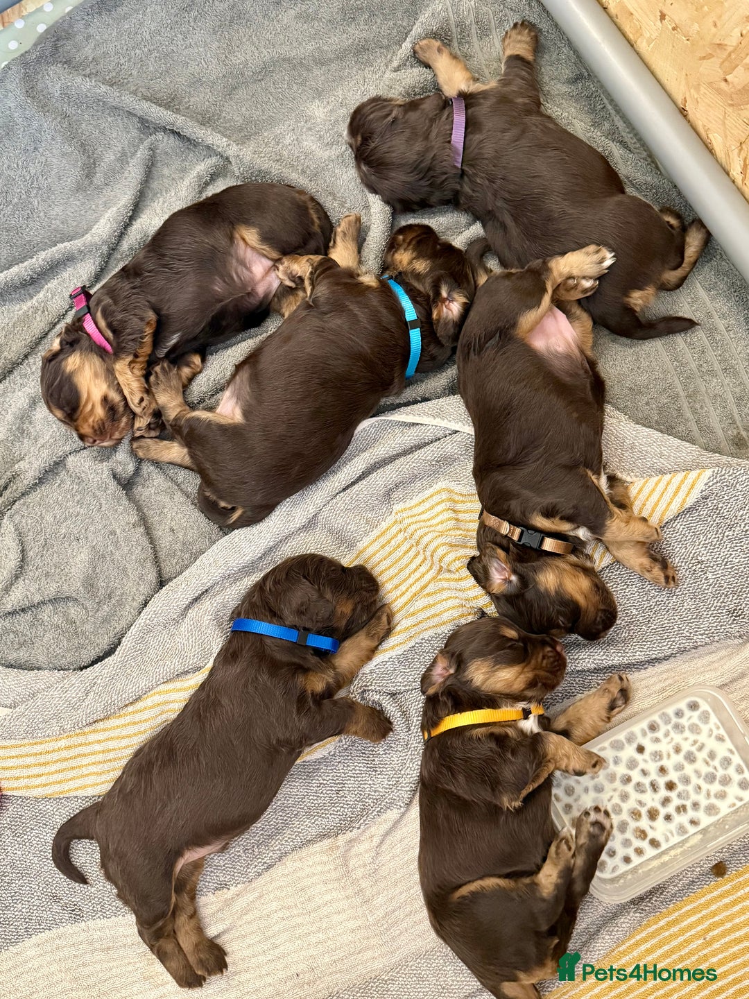 Cocker Spaniel dogs for sale: Working cross Show Cocker Spaniel puppies - Image 10
