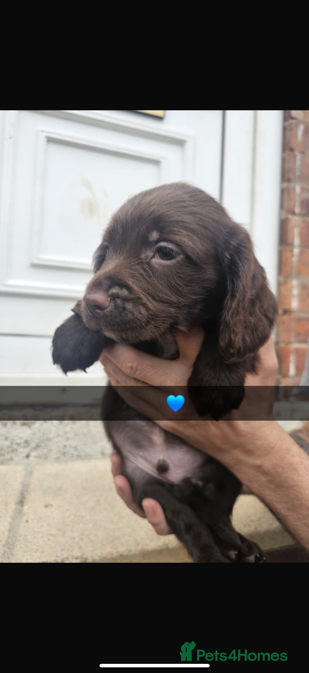 Cocker Spaniel dogs for sale: Gorgeous cocker spaniel puppies ready for new home - Image 9