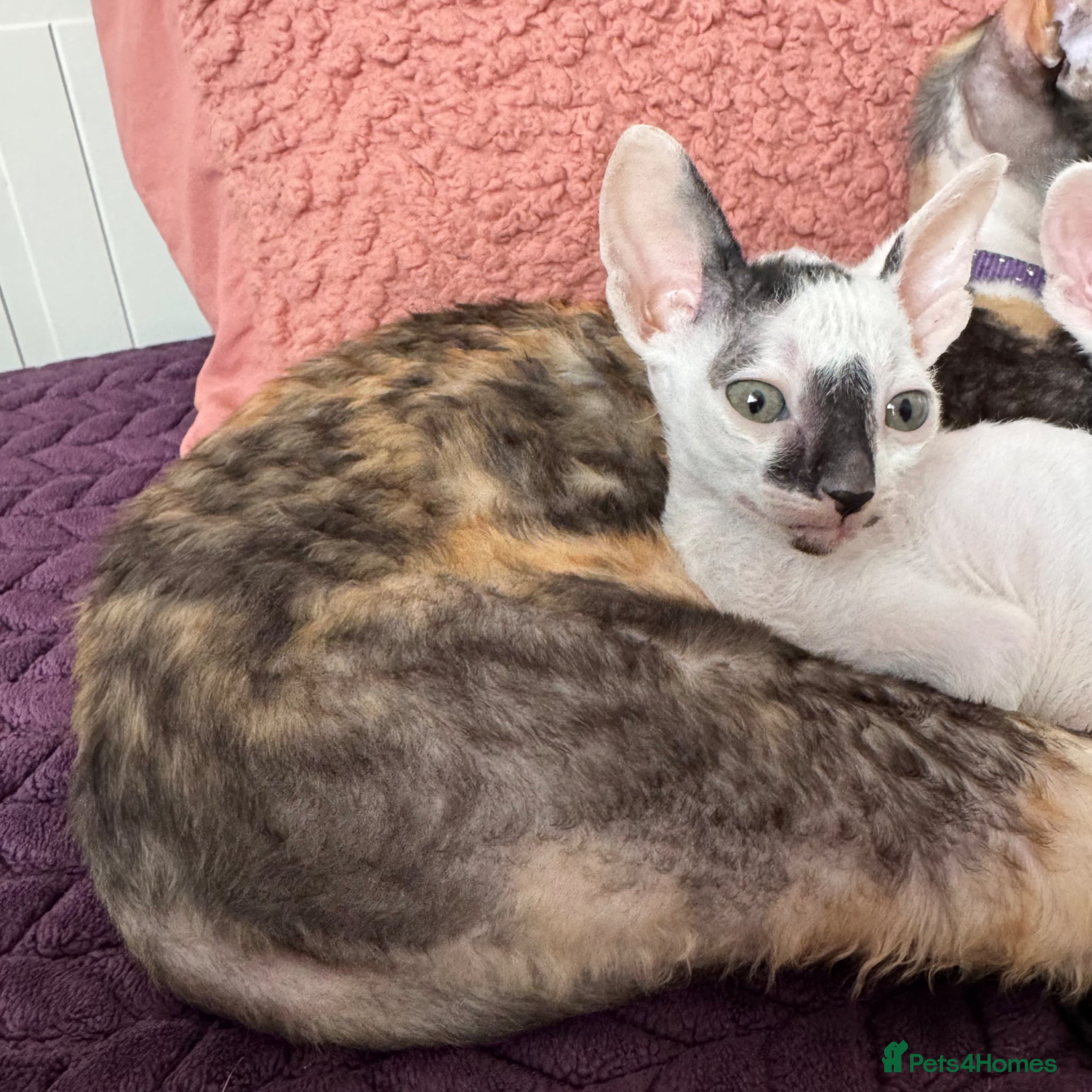 Cornish Rex cats for sale: Beautiful Cornish Rex kittens - Advert 1