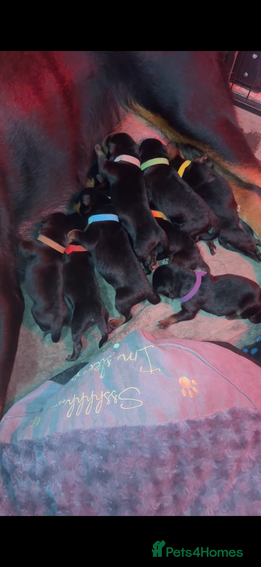 Rottweiler dogs for sale: Purebred Rottweiler Puppies Family Companions - Advert 4