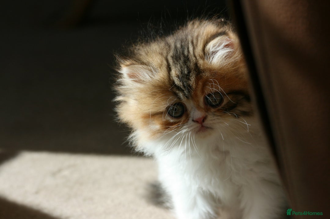 Exotic cats for sale: Beautiful Exotic Pedigree Kittens - Image 14