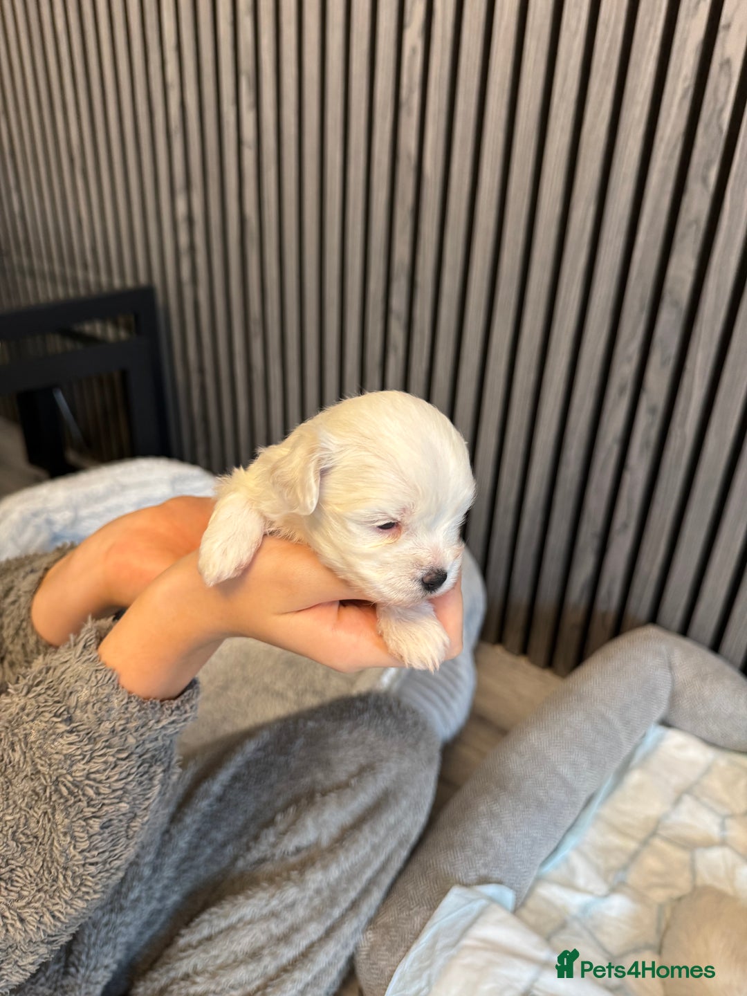 Mixed Breed dogs for sale: Bichon  Maltese  multichon - Image 2