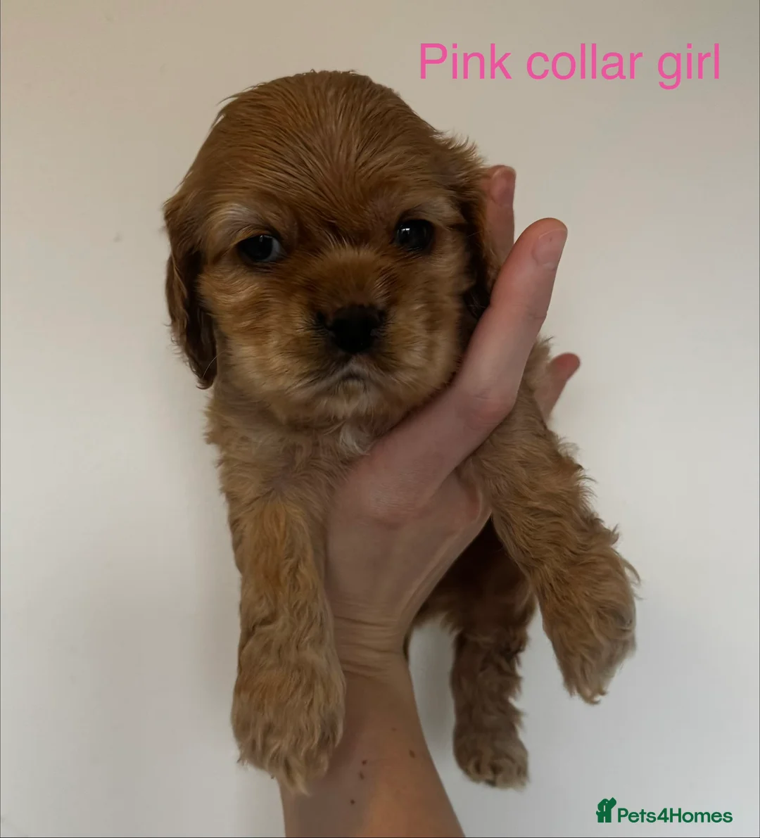 American Cocker Spaniel dogs for sale: 🐾KC, Health tested American cocker spaniels🐾 - Advert 5