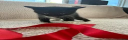 Mixed Breed cats for sale: Five Wonderful, Kichens, Very, Pretty Looking  - Advert 24