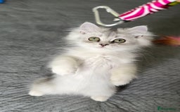 Persian cats for sale: Persian Chinchilla Kittens ready for Loving Homes! - Image 18