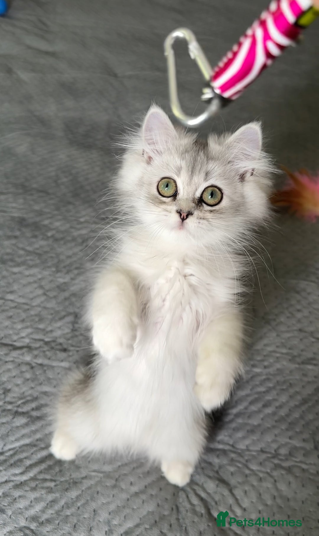 Persian cats for sale: Persian Chinchilla Kittens ready for Loving Homes! - Image 18