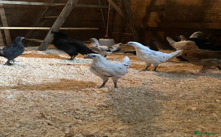 Chickens poultry - Advert 4