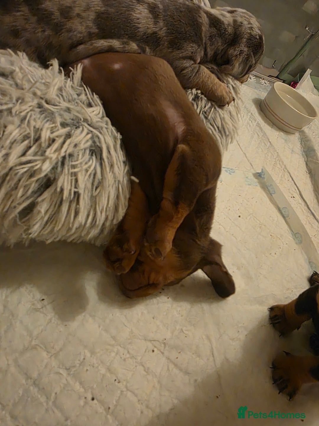 Miniature Dachshund dogs for sale: Amazing miniture dachshund puppies  - Image 29