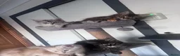 Maine Coon cats for sale: Beautiful Maine coon Kittens 4 left - Advert 3