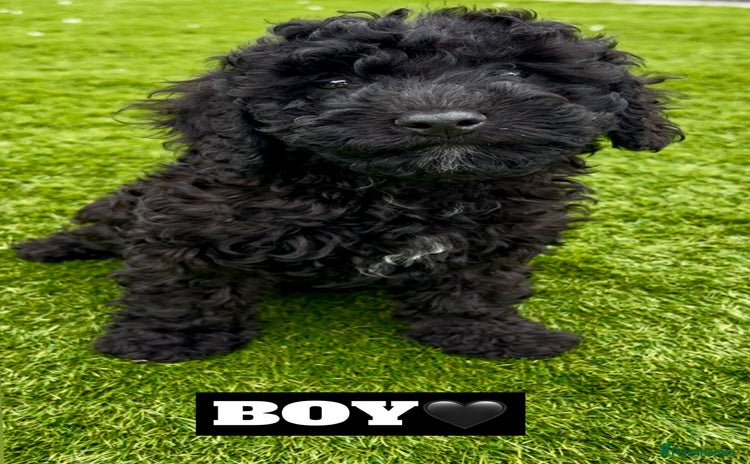 Cockapoo dogs - Advert 13