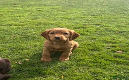 Cocker Spaniel dogs for sale: KC Working Cocker Spaniel Puppy for Sale - Image 1