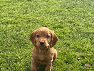 Cocker Spaniel dogs - Advert 10