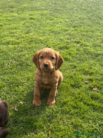 Cocker Spaniel dogs - Advert 6