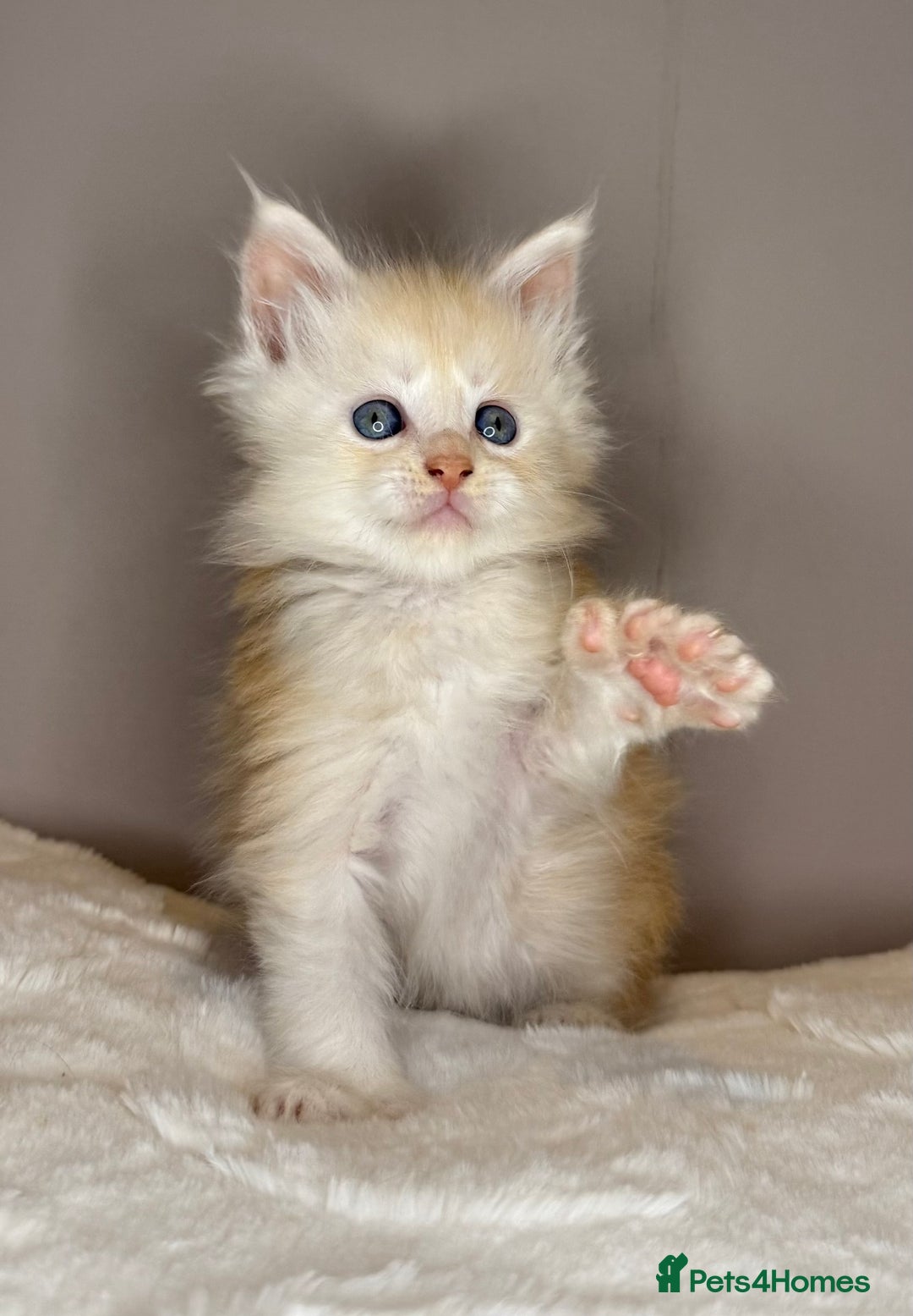 Maine Coon cats for sale: Polydactyl Red Silver Boy - Advert 1
