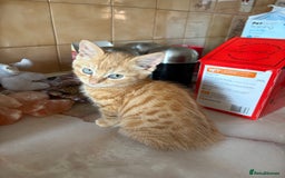 Mixed Breed cats for sale: Kittens For Sale - Image 3