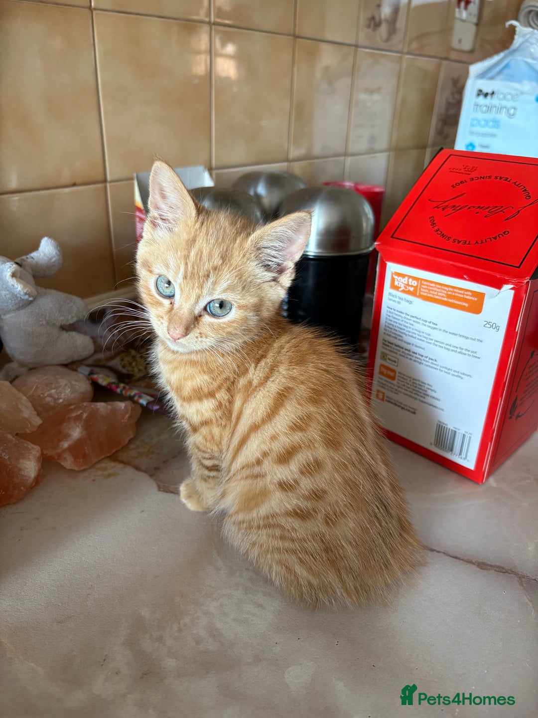 Mixed Breed cats for sale: Kittens For Sale - Image 3