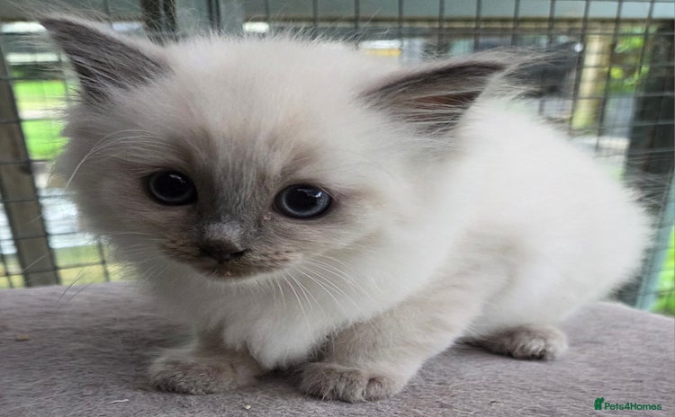 Ragdoll cats - Advert 3