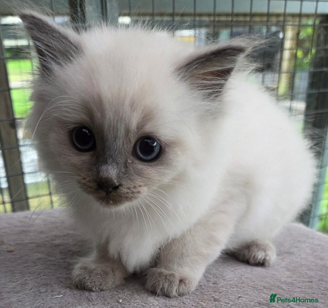 Ragdoll cats for sale: 1 Beautiful Female Ragdoll - Image 1