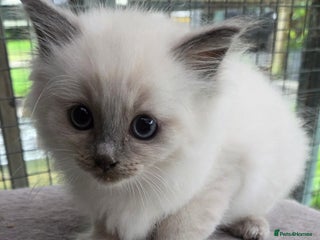 Ragdoll cats - Advert 21