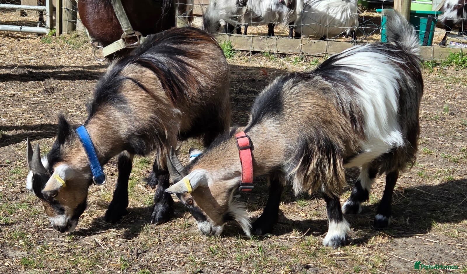 Goats livestock 2x Pygmy Goats Wether and Nanny - Advert 2