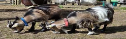 Goats livestock for sale: 2x Pygmy Goats Wether and Nanny - Advert 2