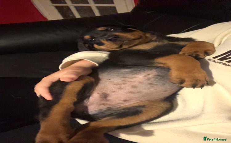 Rottweiler dogs - Advert 1