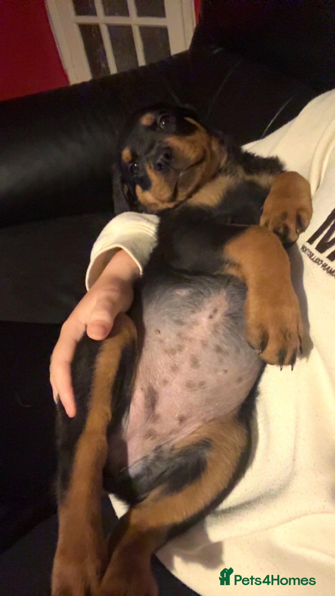 Rottweiler dogs for sale: 3 month old rottie pip - Image 1