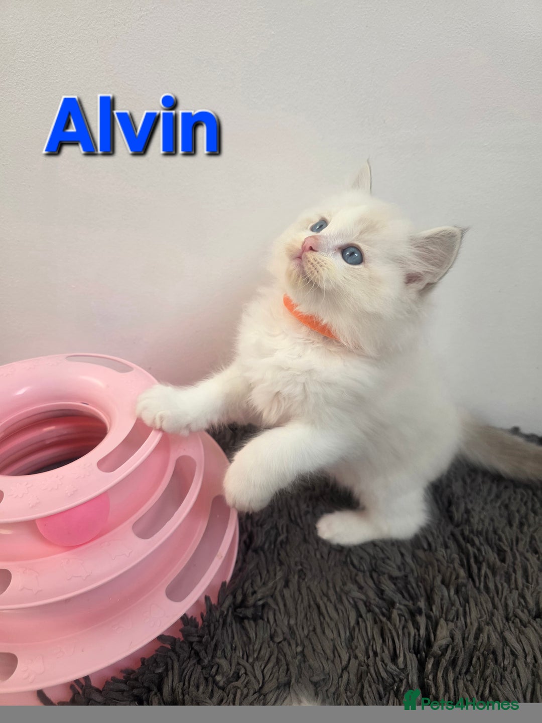 Ragdoll cats for sale: GCCF registered ragdoll kittens  - Advert 18