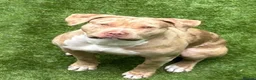 Mixed Breed dogs for sale: 3 adorable puppies looking for loving families!  - Advert 8