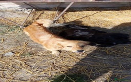 Mixed Breed dogs for adoption: MARA - a Beautiful Little Girl, for a Loving Home - Image 6