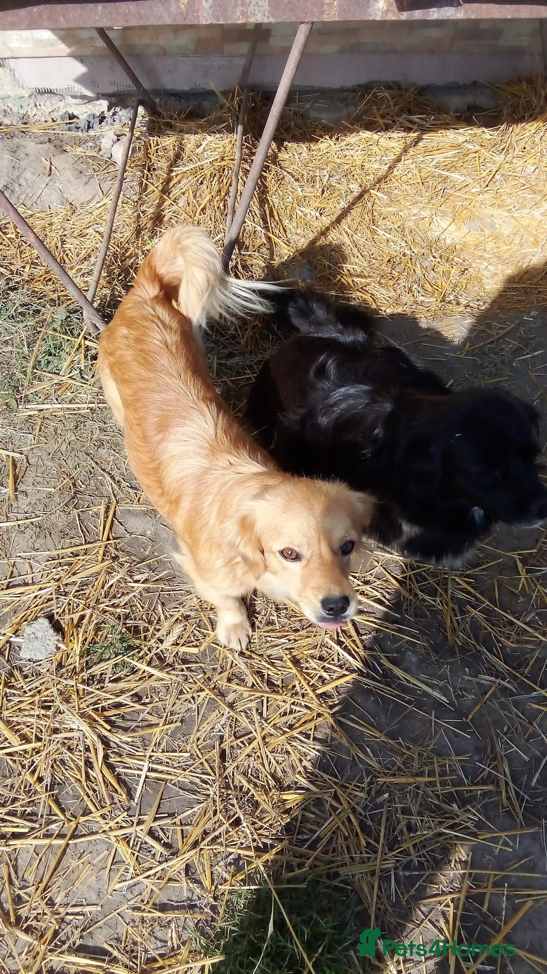 Mixed Breed dogs for adoption: MARA - a Beautiful Little Girl, for a Loving Home - Image 6