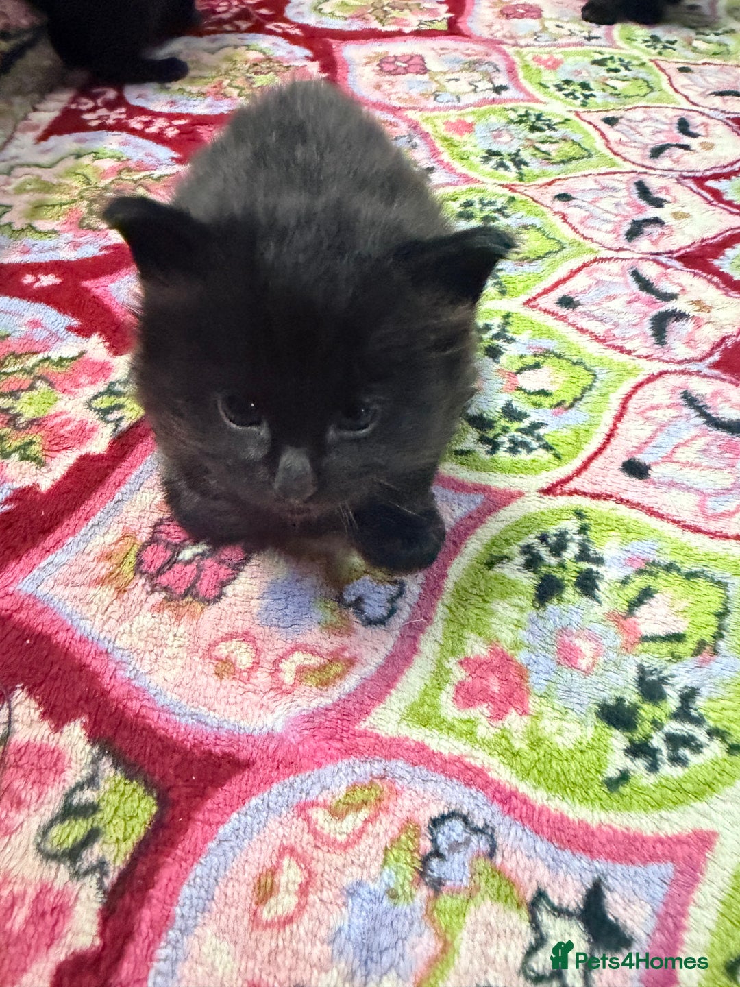 Mixed Breed cats for sale: Mixed breed - Advert 6