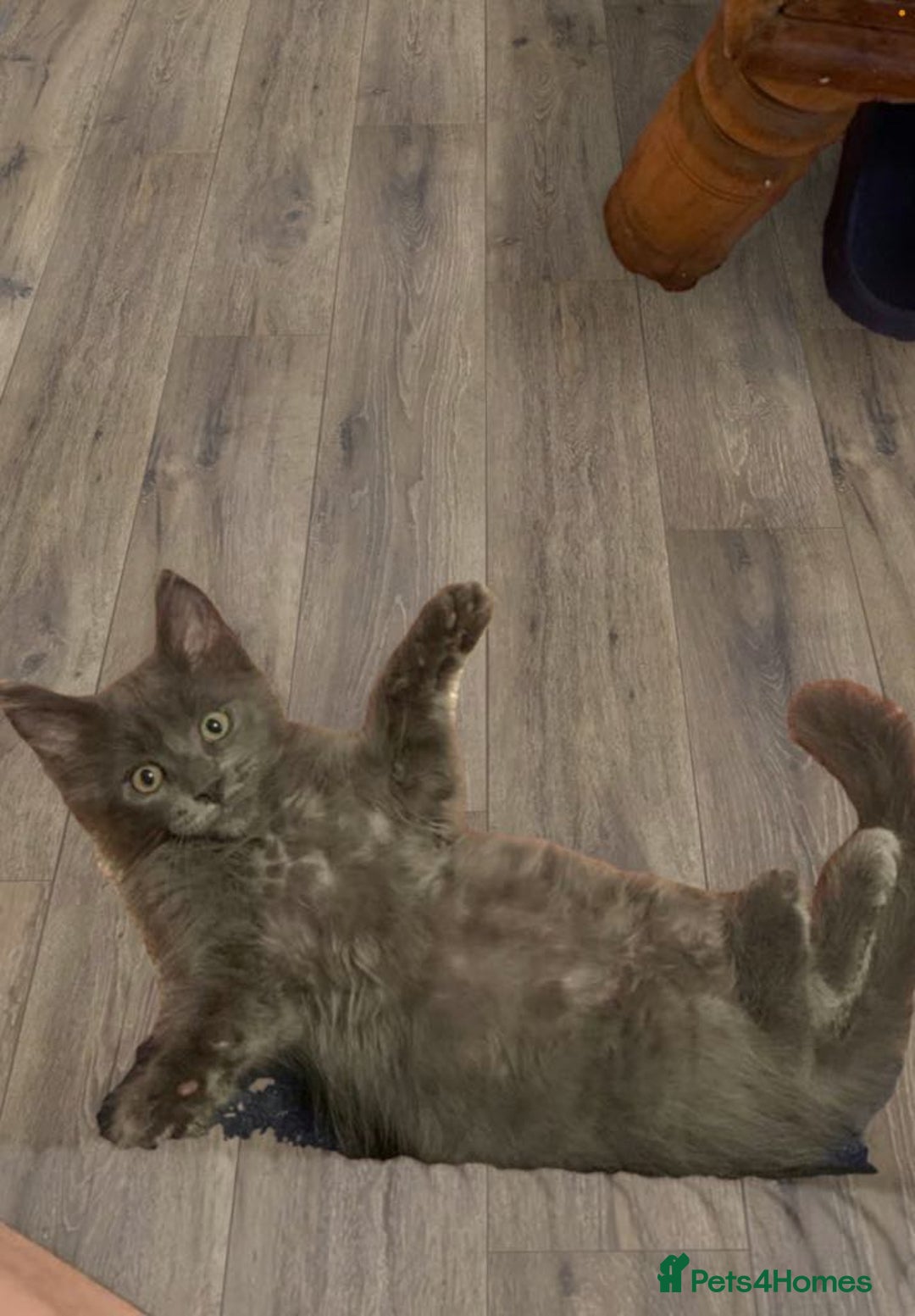 Maine Coon cats for sale: 6 beautiful maine coon kittens - Image 10