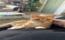 Domestic Shorthair cats for sale: Two Female cat for rehoming - Image 2