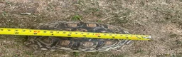 Tortoise reptiles for sale: Leopard tortoises for sale  - Advert 6